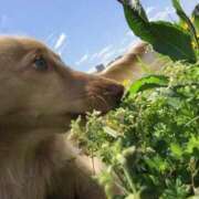 ヒメ日記 2025/06/08 07:27 投稿 白鳥　マリア エテルナ彦根