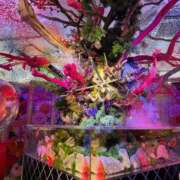 ヒメ日記 2025/07/08 18:43 投稿 白鳥　マリア エテルナ彦根