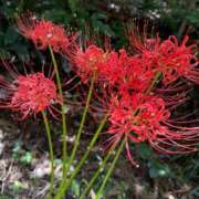 ヒメ日記 2025/09/28 09:26 投稿 白鳥　マリア エテルナ彦根