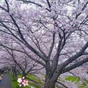 はなび さくら満開☆ 愛姫～ラブひめ～