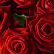 ヒメ日記 2025/10/08 09:05 投稿 さな 性腺熟女100％（デリヘル市場）