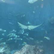 さな 明日🎵 大和人妻城