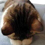 ヒメ日記 2025/03/28 06:05 投稿 きき♪ プリティーガール