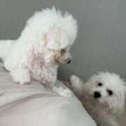 ヒメ日記 2025/03/23 09:44 投稿 【月城  ゆう】 梅田ムチSpa女学院