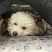 ヒメ日記 2025/08/22 11:36 投稿 【月城  ゆう】 梅田ムチSpa女学院