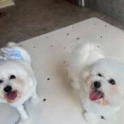 ヒメ日記 2025/12/02 00:26 投稿 【月城  ゆう】 梅田ムチSpa女学院