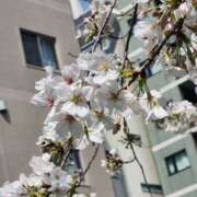 ヒメ日記 2025/03/27 16:08 投稿 葉月かりな Lihtways（ライトウェイズ）