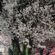 ヒメ日記 2025/04/04 12:13 投稿 葉月かりな Lihtways（ライトウェイズ）