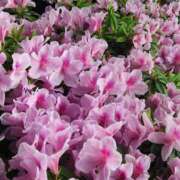 ヒメ日記 2025/05/05 19:15 投稿 葉月かりな Lihtways（ライトウェイズ）