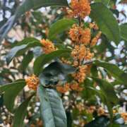 せな 出勤してます！✨ ヌクトコ