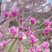 ヒメ日記 2025/04/04 12:31 投稿 せつな [優良人妻店]セレブスタイル（山口～防府～萩）