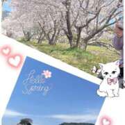 ヒメ日記 2025/04/18 11:36 投稿 せつな [優良人妻店]セレブスタイル（山口～防府～萩）