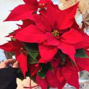 ヒメ日記 2024/12/17 15:19 投稿 白石　ゆうり PLATINA R-30（すすきの）