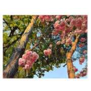 ヒメ日記 2025/05/13 22:30 投稿 白石　ゆうり PLATINA R-30（すすきの）