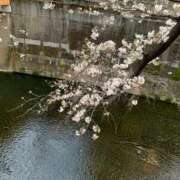 ヒメ日記 2025/03/26 19:01 投稿 サツキ マテリアル