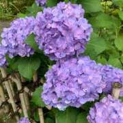 ヒメ日記 2025/06/30 22:46 投稿 サツキ マテリアル