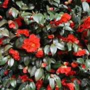 ヒメ日記 2026/04/09 10:31 投稿 サツキ マテリアル