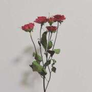 ヒメ日記 2025/06/25 20:01 投稿 イロハ エピソード(品川)