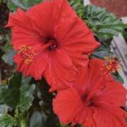 ヒメ日記 2025/08/09 22:47 投稿 星川 変態美熟女お貸しします。