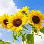 ヒメ日記 2025/08/26 17:17 投稿 星川 変態美熟女お貸しします。