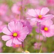 星川 お知らせとお礼❤️ 変態美熟女お貸しします。