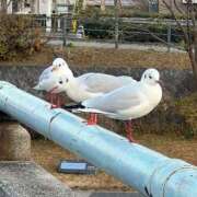 ヒメ日記 2025/01/19 15:56 投稿 かなで 京都の痴女鉄道