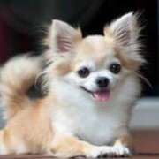 ヒメ日記 2025/02/01 15:26 投稿 かなで 京都の痴女鉄道