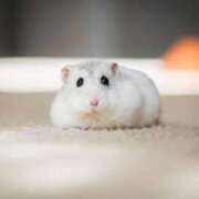 ヒメ日記 2025/02/25 00:26 投稿 かなで 京都の痴女鉄道