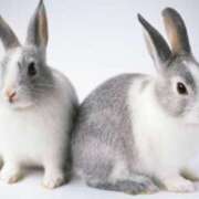 ヒメ日記 2025/03/03 15:26 投稿 かなで 京都の痴女鉄道