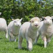 ヒメ日記 2025/03/11 19:32 投稿 かなで 京都の痴女鉄道