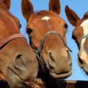 ヒメ日記 2025/03/24 00:26 投稿 かなで 京都の痴女鉄道