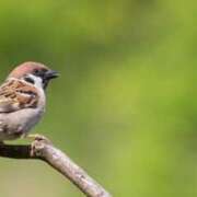 ヒメ日記 2025/03/26 19:26 投稿 かなで 京都の痴女鉄道