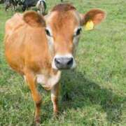 ヒメ日記 2025/04/01 22:26 投稿 かなで 京都の痴女鉄道