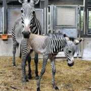 ヒメ日記 2025/04/02 14:16 投稿 かなで 京都の痴女鉄道