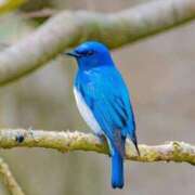 ヒメ日記 2025/04/04 16:26 投稿 かなで 京都の痴女鉄道