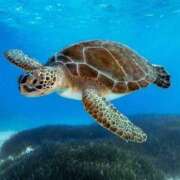 ヒメ日記 2025/04/09 19:31 投稿 かなで 京都の痴女鉄道