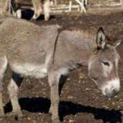 ヒメ日記 2025/04/12 13:17 投稿 かなで 京都の痴女鉄道