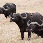 ヒメ日記 2025/04/14 19:30 投稿 かなで 京都の痴女鉄道