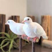 ヒメ日記 2025/04/18 15:26 投稿 かなで 京都の痴女鉄道