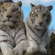 ヒメ日記 2025/04/24 23:16 投稿 かなで 京都の痴女鉄道