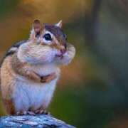 ヒメ日記 2025/04/27 20:27 投稿 かなで 京都の痴女鉄道