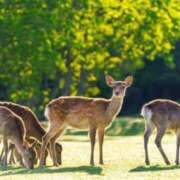 ヒメ日記 2025/05/01 18:26 投稿 かなで 京都の痴女鉄道