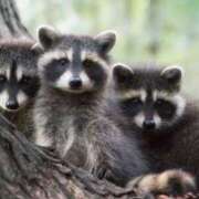 ヒメ日記 2025/05/04 19:16 投稿 かなで 京都の痴女鉄道