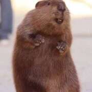 ヒメ日記 2025/05/06 23:33 投稿 かなで 京都の痴女鉄道