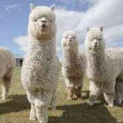 ヒメ日記 2025/05/13 18:26 投稿 かなで 京都の痴女鉄道