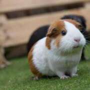 ヒメ日記 2025/05/14 18:31 投稿 かなで 京都の痴女鉄道