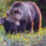 ヒメ日記 2025/05/22 23:36 投稿 かなで 京都の痴女鉄道