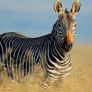 ヒメ日記 2025/05/24 17:16 投稿 かなで 京都の痴女鉄道