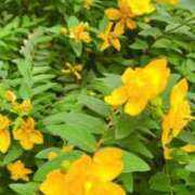 ヒメ日記 2025/05/31 09:26 投稿 かなで 京都の痴女鉄道