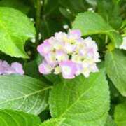 ヒメ日記 2025/06/01 16:06 投稿 かなで 京都の痴女鉄道